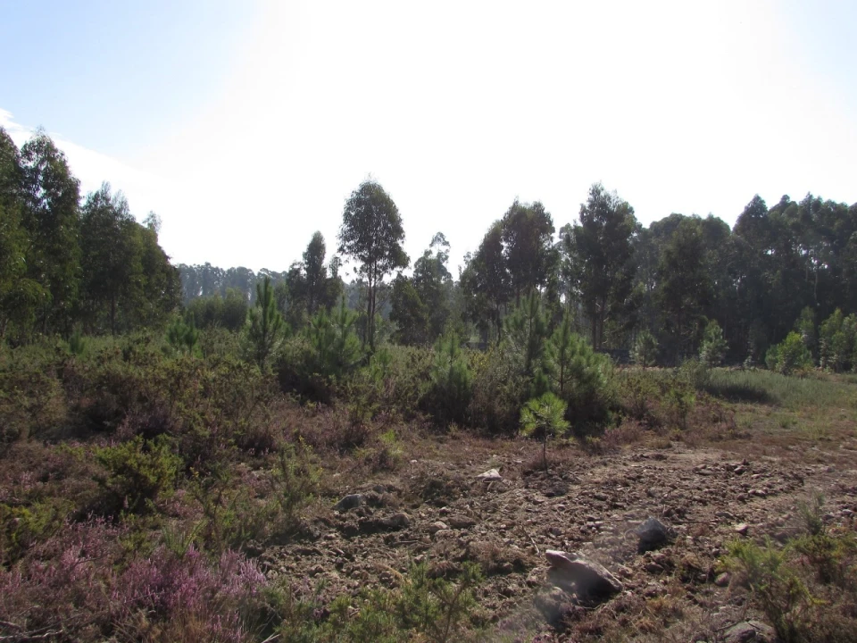 Terreno para Venda em Vila Chã Foto 4