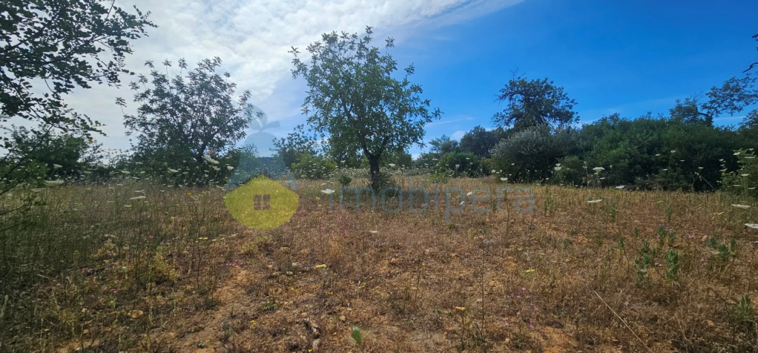 Terreno Agricola ou Rústico para Venda em Loule (São Clemente) Foto 1