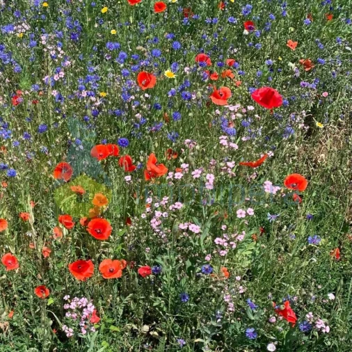 Terreno Agricola ou Rústico para Venda em Loule (São Clemente) Foto 6
