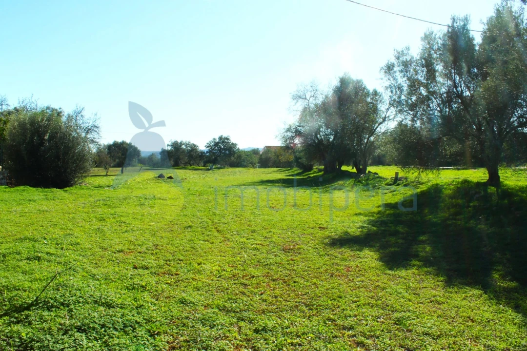 Terreno para Venda em São Bartolomeu de Messines Foto 6