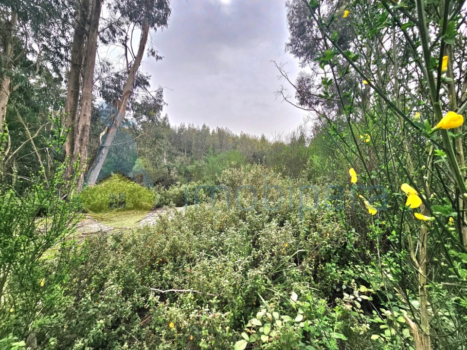Terreno Agricola ou Rústico para Venda em Monchique Foto 5