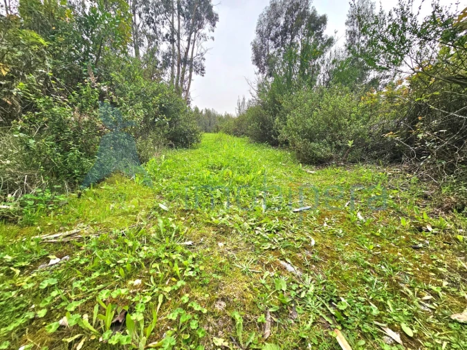 Terreno Agricola ou Rústico para Venda em Monchique Foto 8
