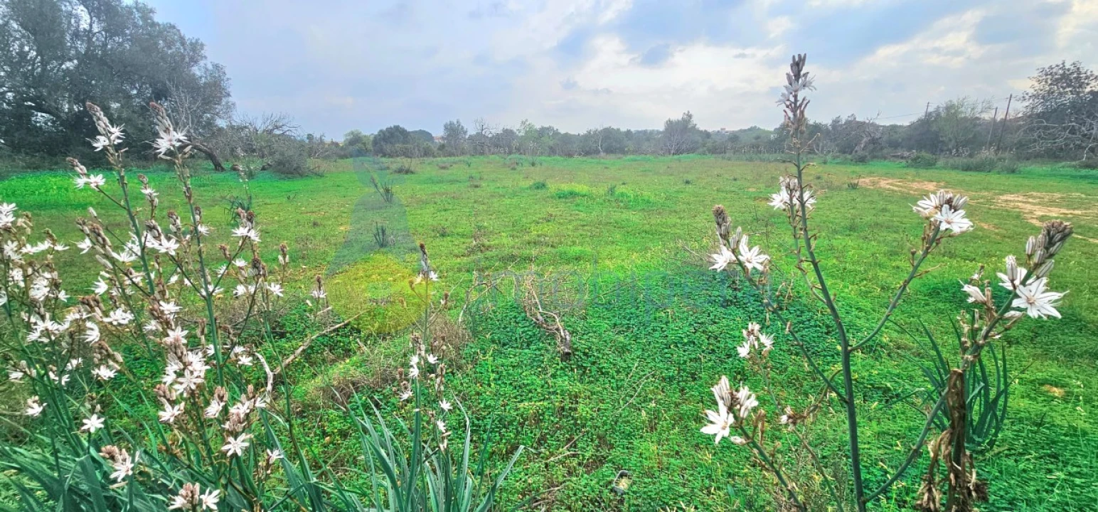 Terreno Agricola ou Rústico para Venda em São Bartolomeu de Messines Foto 3