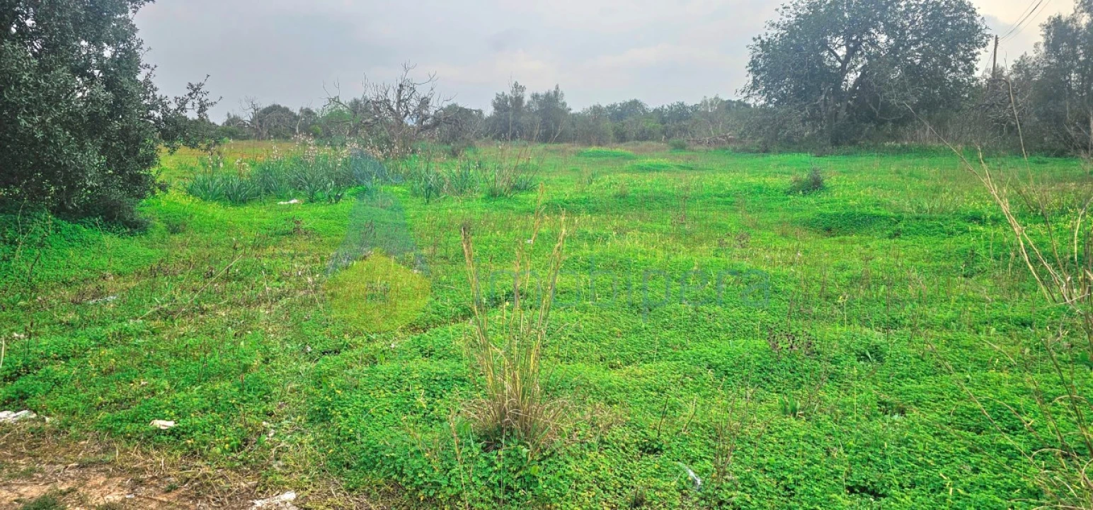 Terreno Agricola ou Rústico para Venda em São Bartolomeu de Messines Foto 6