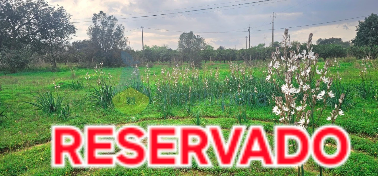Terreno Agricola ou Rústico para Venda em São Bartolomeu de Messines Foto 1