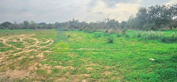 Terreno Agricola ou Rústico para Venda em São Bartolomeu de Messines