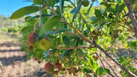 Quinta T2 para Venda em Silves
