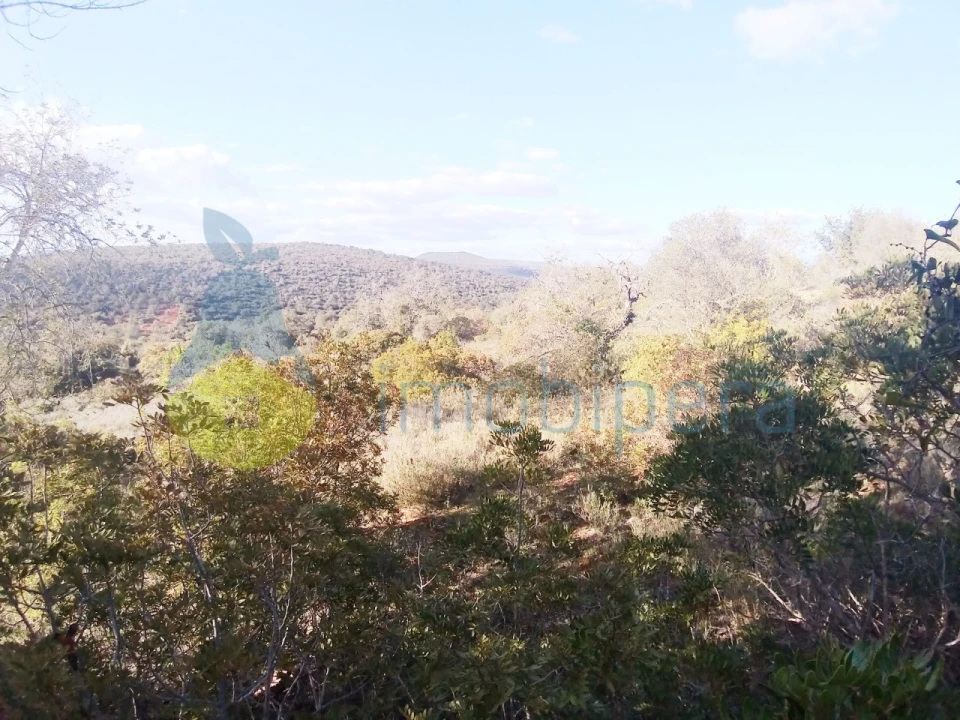 Terreno Agricola ou Rústico para Venda em Boliqueime Foto 2