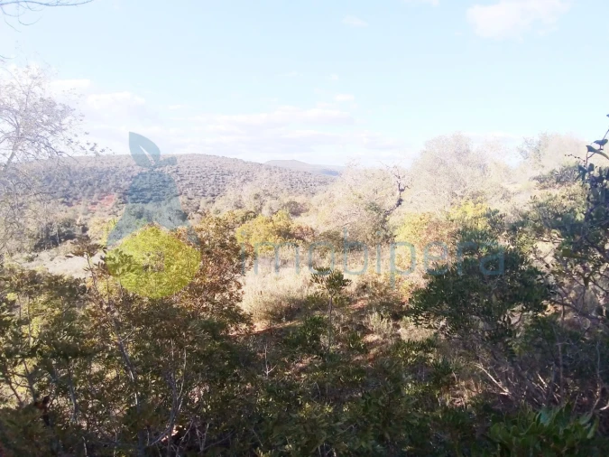 Terreno Agricola ou Rústico para Venda em Boliqueime Foto 2