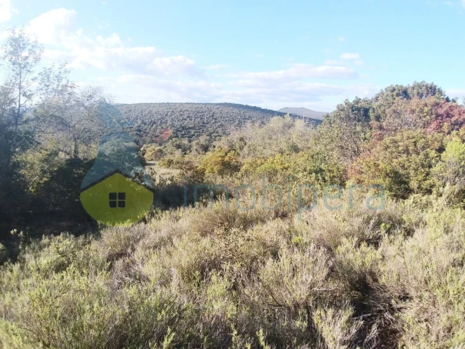 Terreno Agricola ou Rústico para Venda em Boliqueime Foto 3