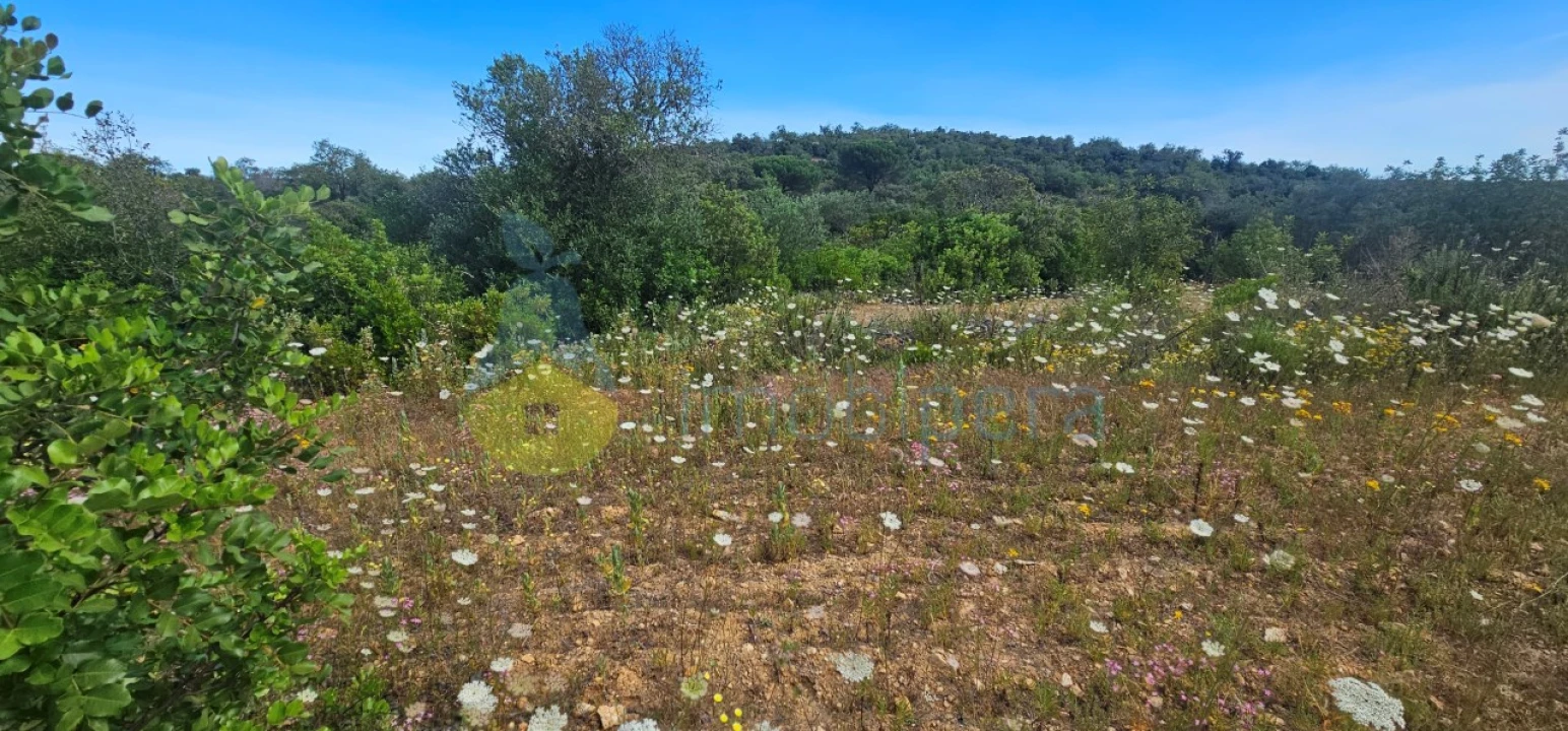Terreno Agricola ou Rústico para Venda em Boliqueime Foto 1