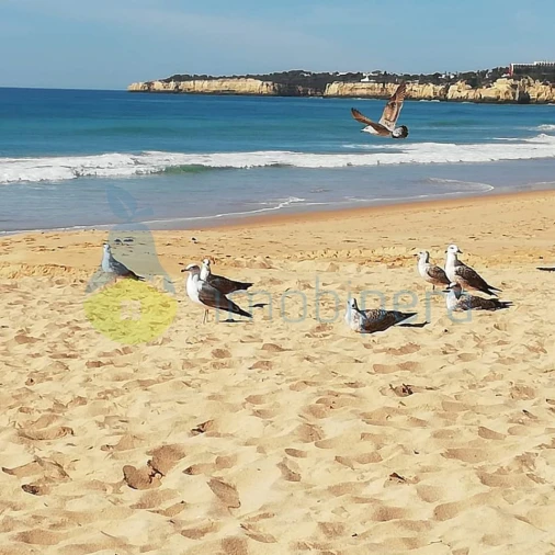 Terreno Agricola ou Rústico para Venda em Alcantarilha e Pêra Foto 9