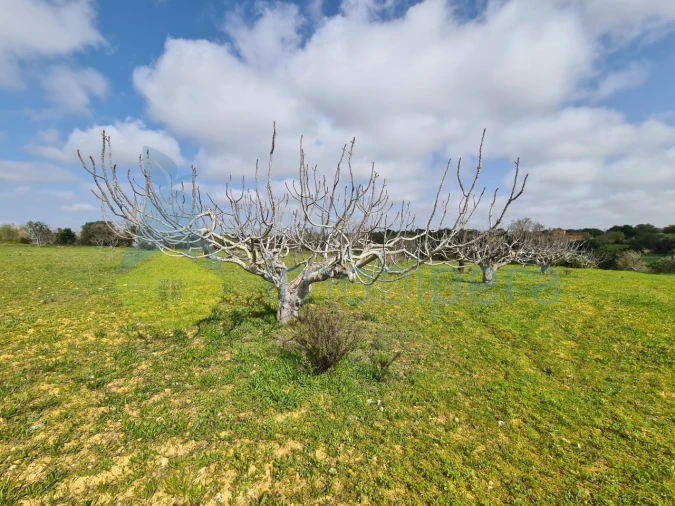 Terreno Agricola ou Rústico para Venda em Ferreiras Foto 7
