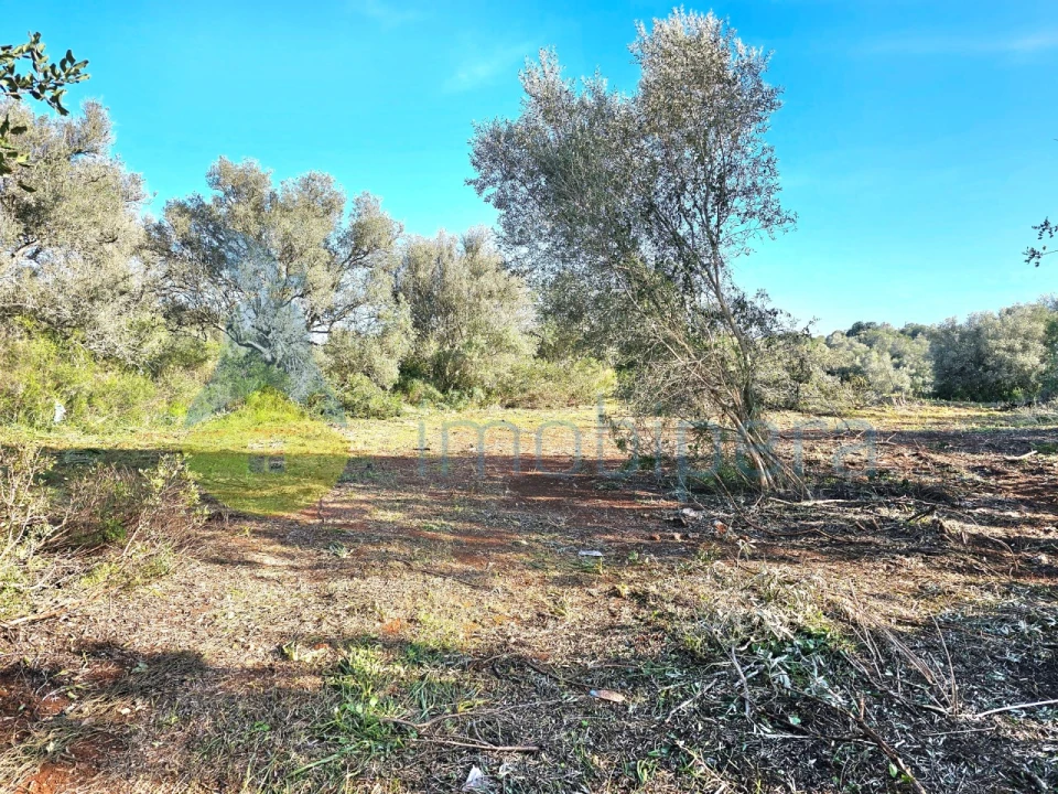 Terreno Agricola ou Rústico para Venda em Alcantarilha e Pêra Foto 5