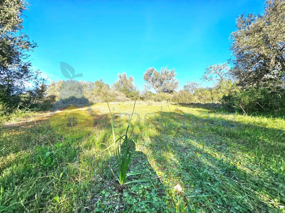 Terreno Agricola ou Rústico para Venda em Alcantarilha e Pêra Foto 2