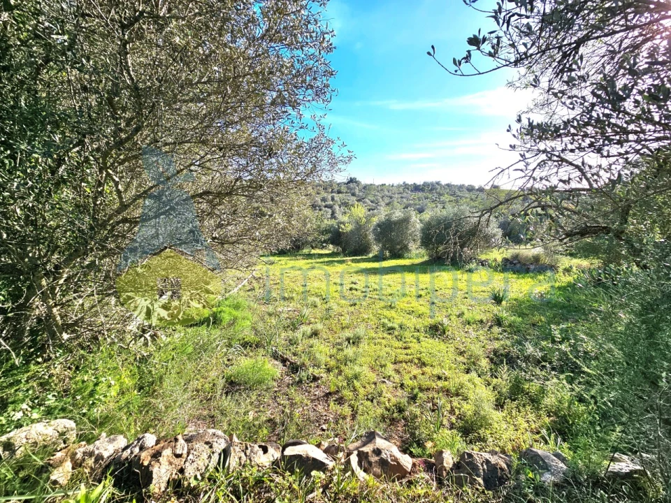 Terreno Agricola ou Rústico para Venda em Alcantarilha e Pêra Foto 3
