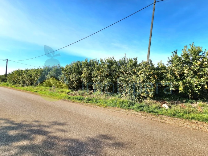 Terreno Agricola ou Rústico para Venda em Alcantarilha e Pêra Foto 6
