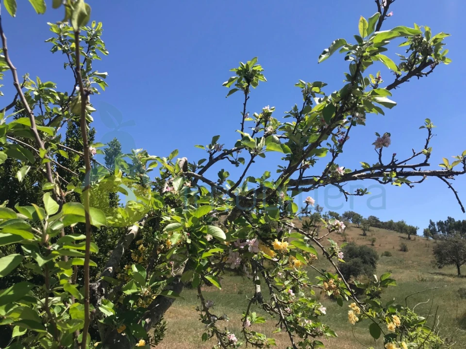 Moradia T2 para Venda em São Martinho das Amoreiras Foto 14
