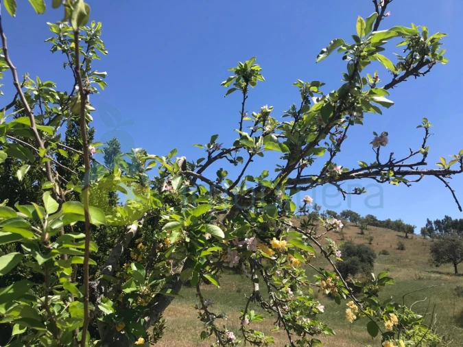 Moradia T2 para Venda em São Martinho das Amoreiras Foto 14