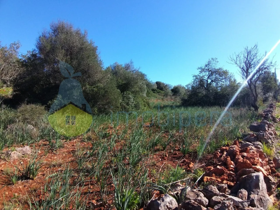 Terreno Agricola ou Rústico para Venda em São Bartolomeu de Messines Foto 3