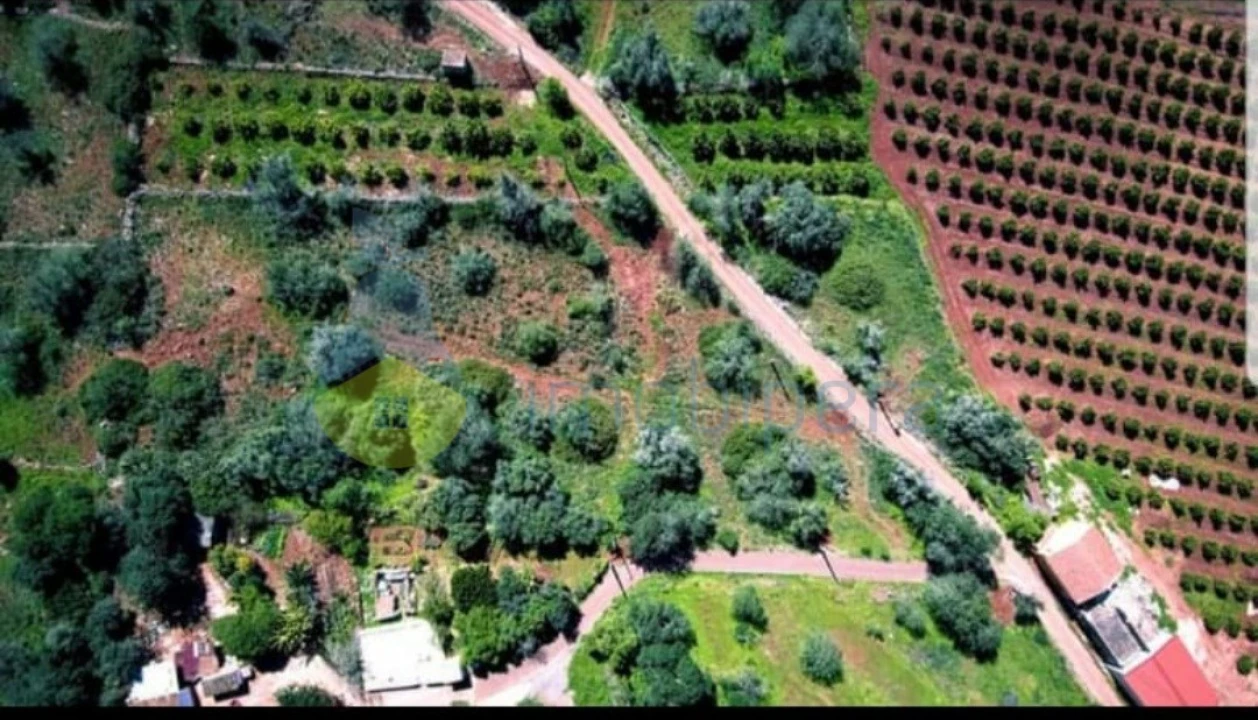 Terreno Agricola ou Rústico para Venda em São Bartolomeu de Messines Foto 6