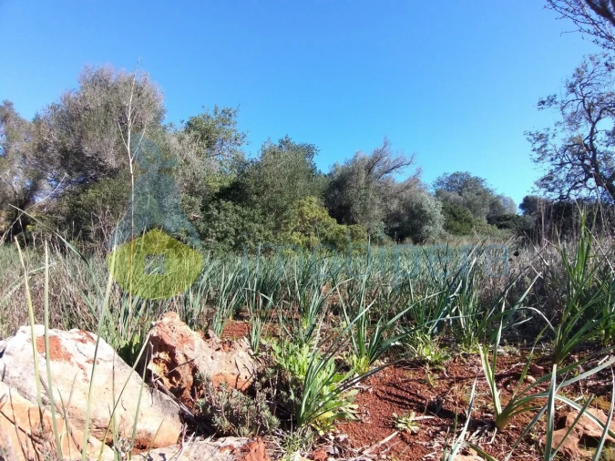 Terreno Agricola ou Rústico para Venda em São Bartolomeu de Messines Foto 5