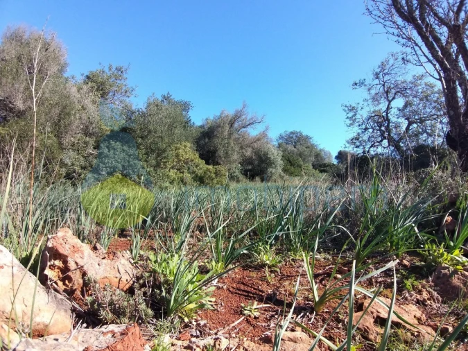 Terreno Agricola ou Rústico para Venda em São Bartolomeu de Messines Foto 4
