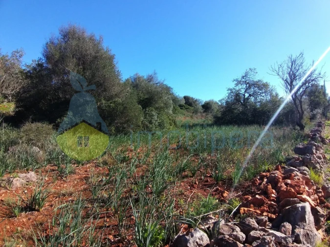 Terreno Agricola ou Rústico para Venda em São Bartolomeu de Messines Foto 3