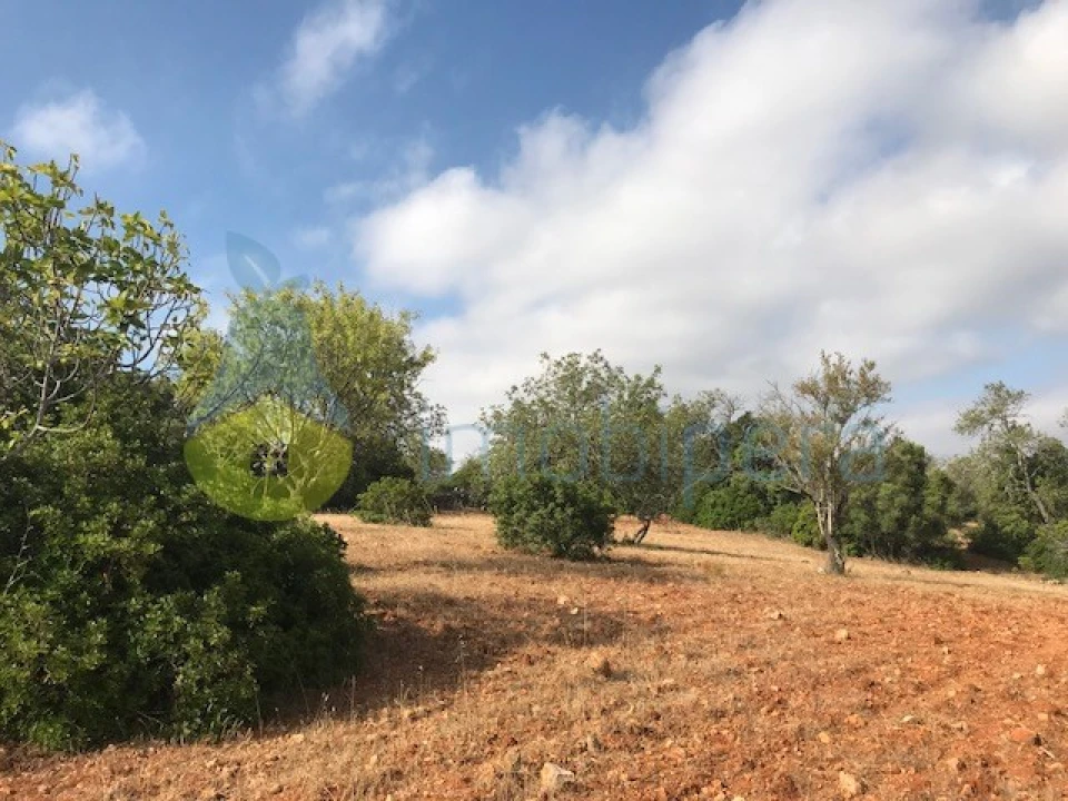 Terreno Agricola ou Rústico para Venda em Ferreiras Foto 4