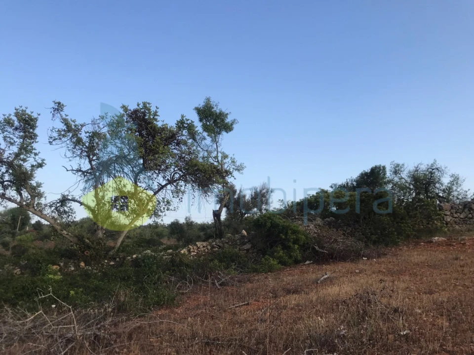Terreno Agricola ou Rústico para Venda em Ferreiras Foto 35