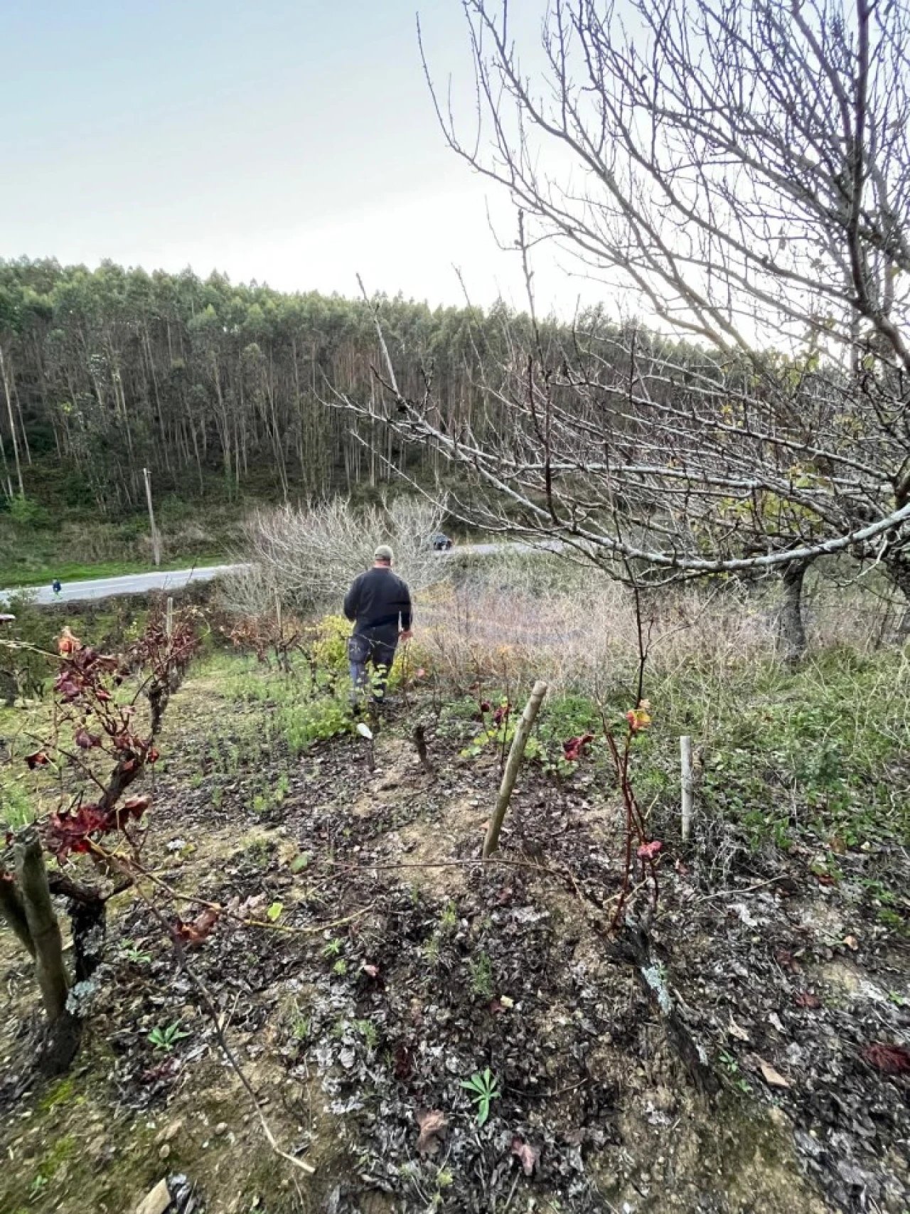 Terreno para Venda em São Pedro da Cadeira Foto 2