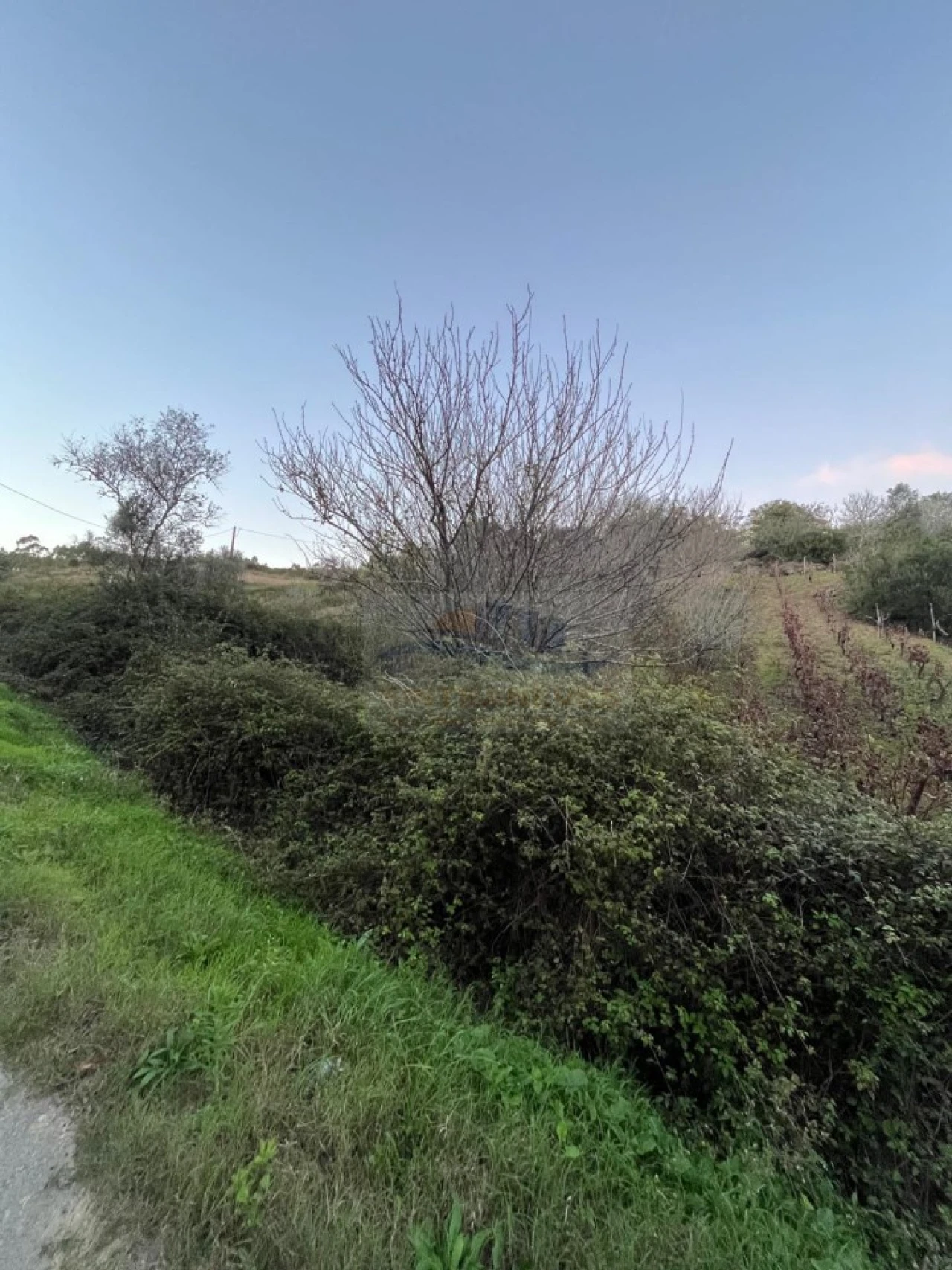 Terreno para Venda em São Pedro da Cadeira Foto 10