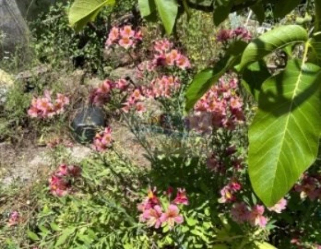 Terreno para Venda em São Pedro da Cadeira Foto 5
