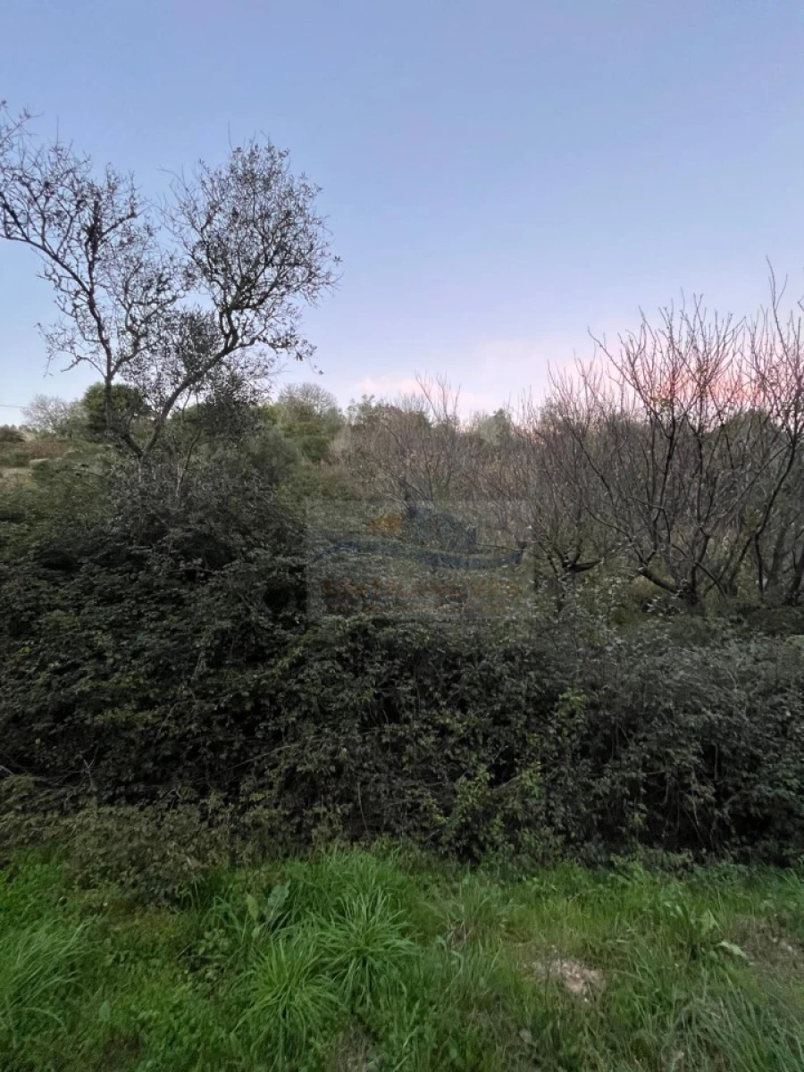 Terreno para Venda em São Pedro da Cadeira Foto 9