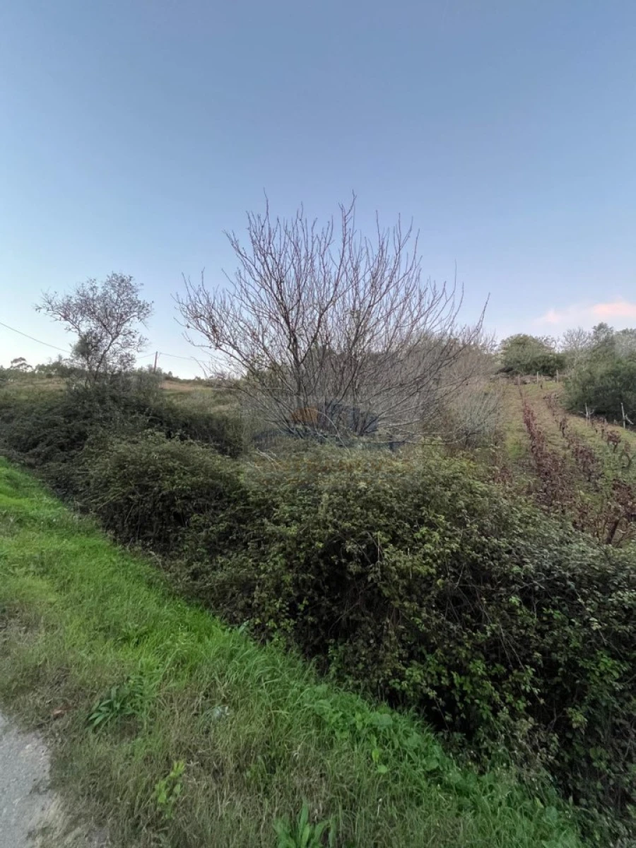Terreno para Venda em São Pedro da Cadeira Foto 10