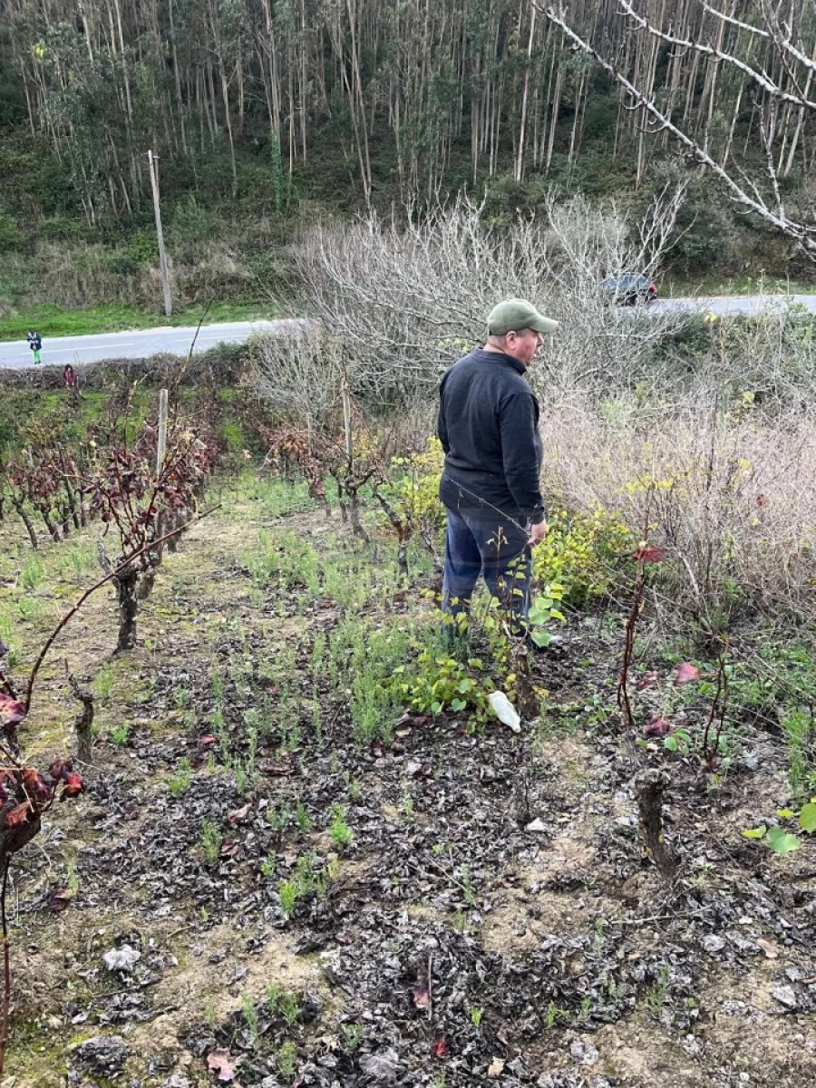Terreno para Venda em São Pedro da Cadeira Foto 11
