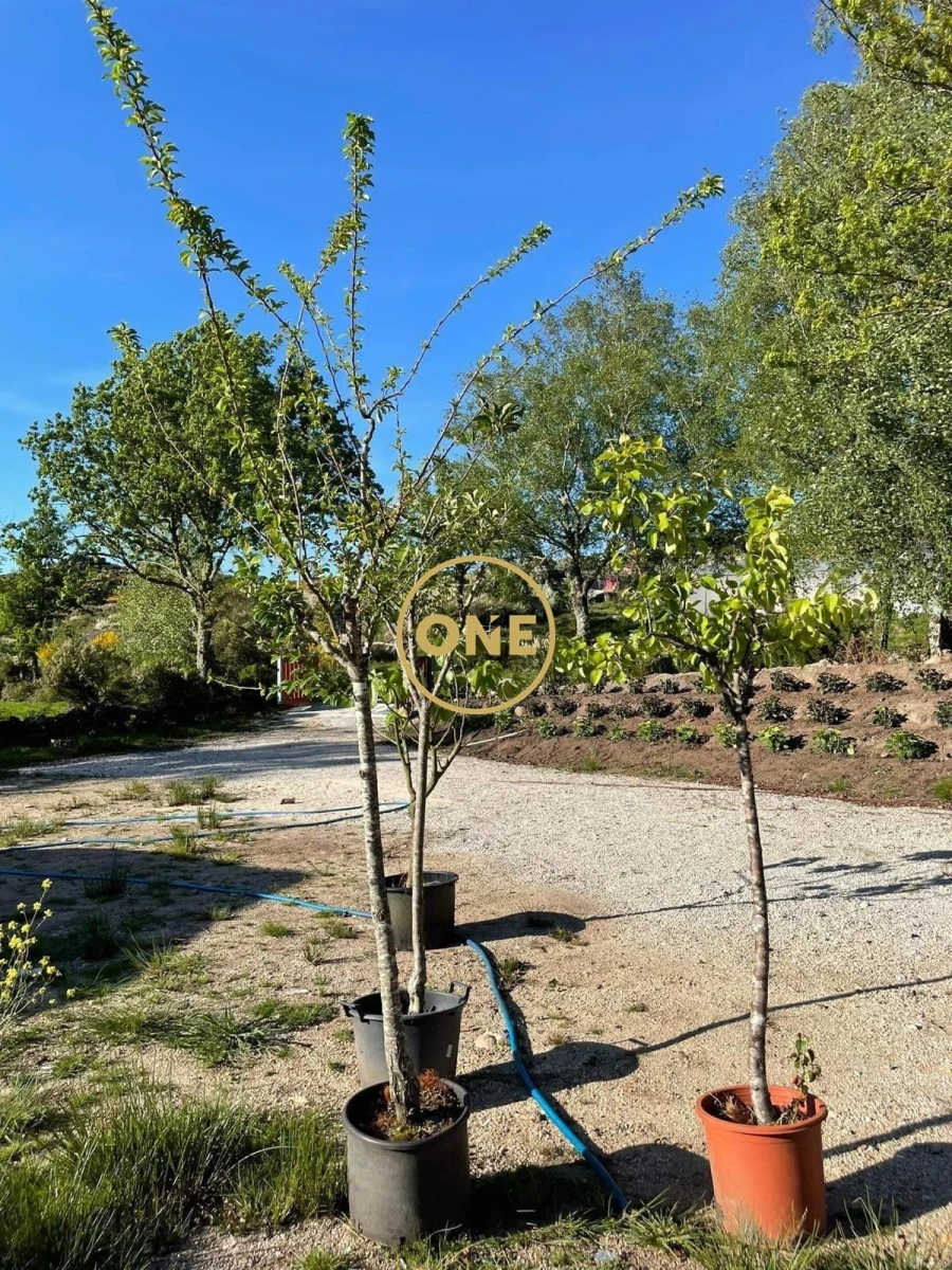 Terreno para Venda em Viade de Baixo e Fervidelas Foto 34