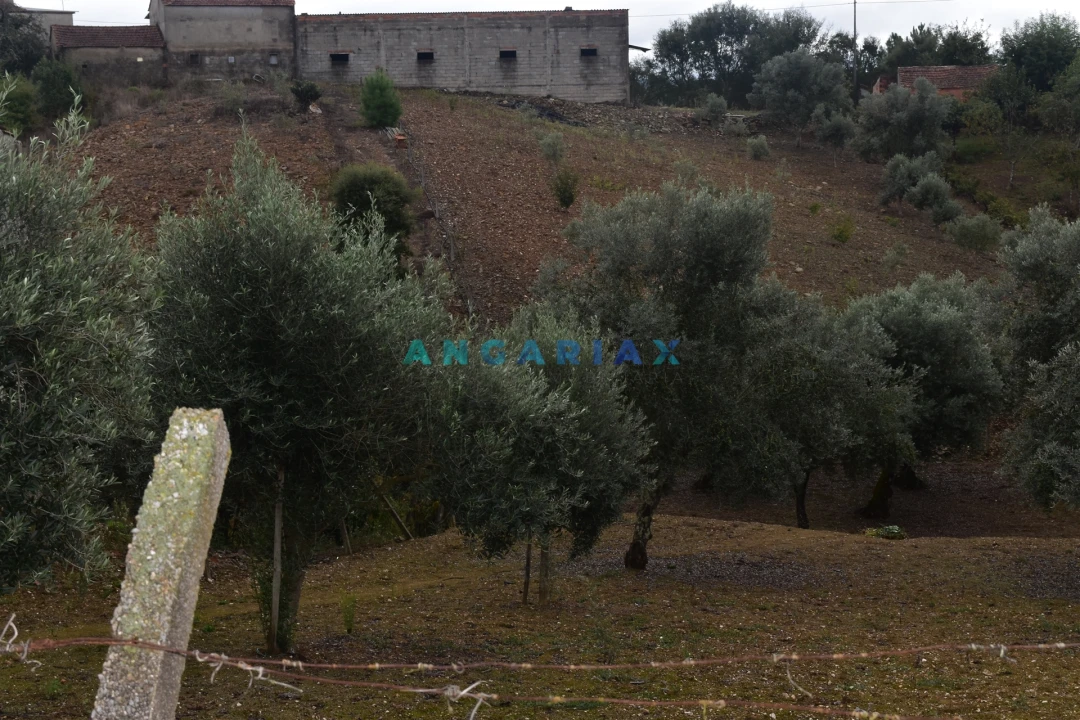 Terreno Agricola ou Rústico para Venda em Graça Foto 8