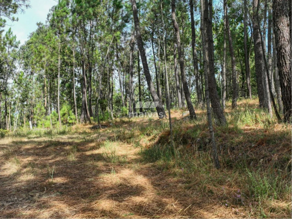Terreno Agricola ou Rústico para Venda em Lanhas Foto 4