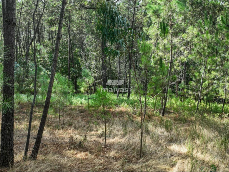 Terreno Agricola ou Rústico para Venda em Lanhas Foto 6