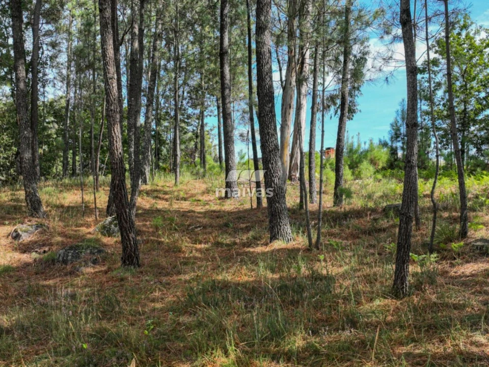 Terreno Agricola ou Rústico para Venda em Lanhas Foto 15