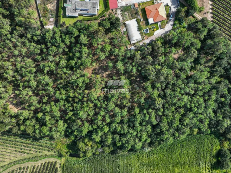 Terreno Agricola ou Rústico para Venda em Lanhas Foto 17
