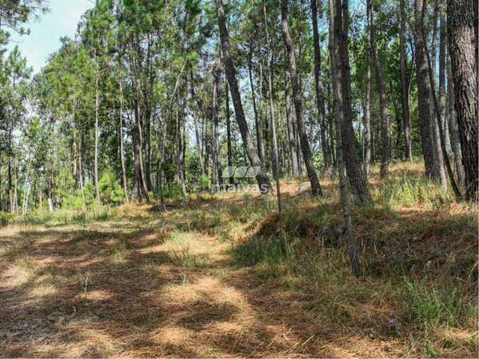 Terreno Agricola ou Rústico para Venda em Lanhas Foto 4