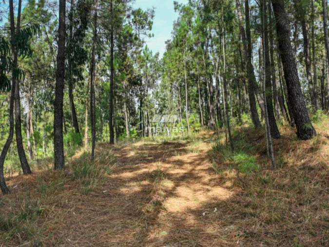 Terreno Agricola ou Rústico para Venda em Lanhas Foto 5
