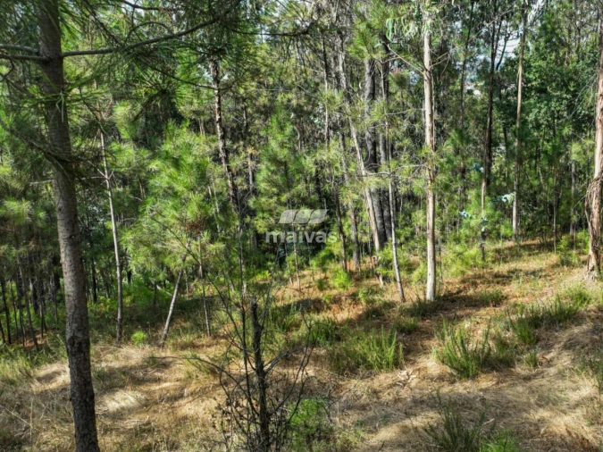 Terreno Agricola ou Rústico para Venda em Lanhas Foto 7