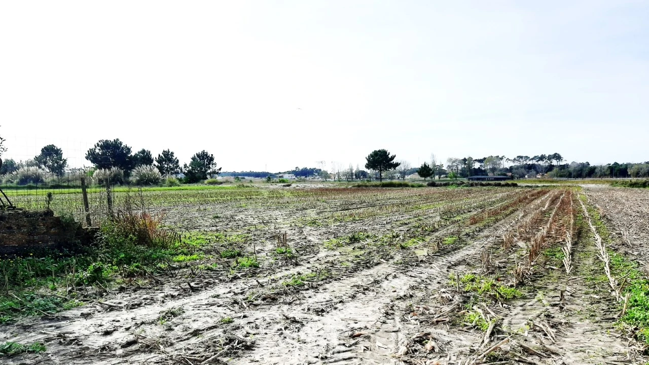 Terreno Agricola ou Rústico para Venda em Ovar, São João, Arada e São Vicente de Pereira Jusã Foto 2