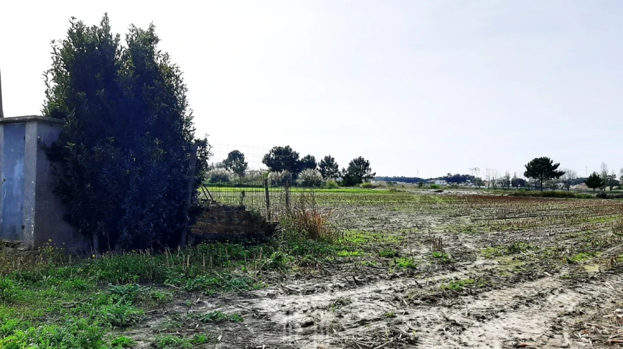 Terreno Agricola ou Rústico para Venda em Ovar, São João, Arada e São Vicente de Pereira Jusã Foto 3