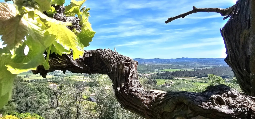 Quinta T2 para Venda em Orjais Foto 36