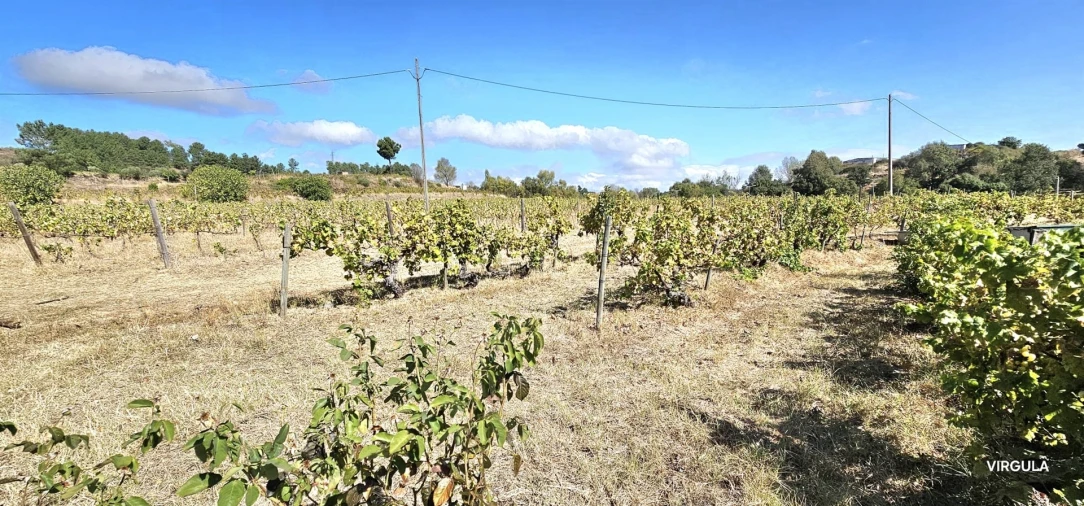 Quinta T3 para Venda em Alcaria Foto 6