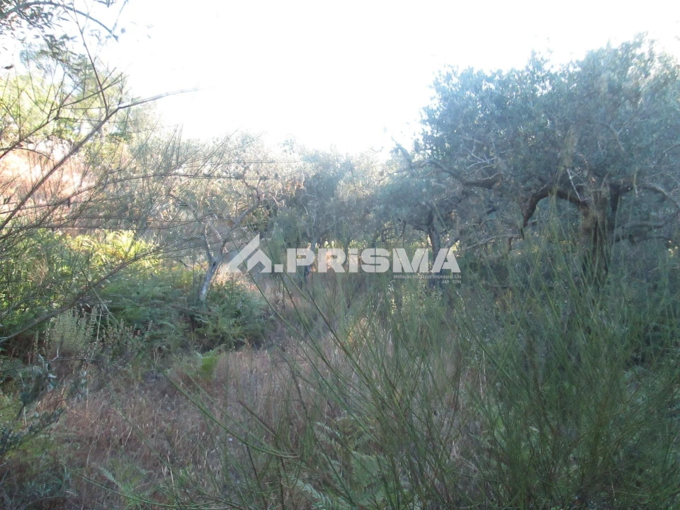 Terreno para Venda em Penha Garcia Foto 19